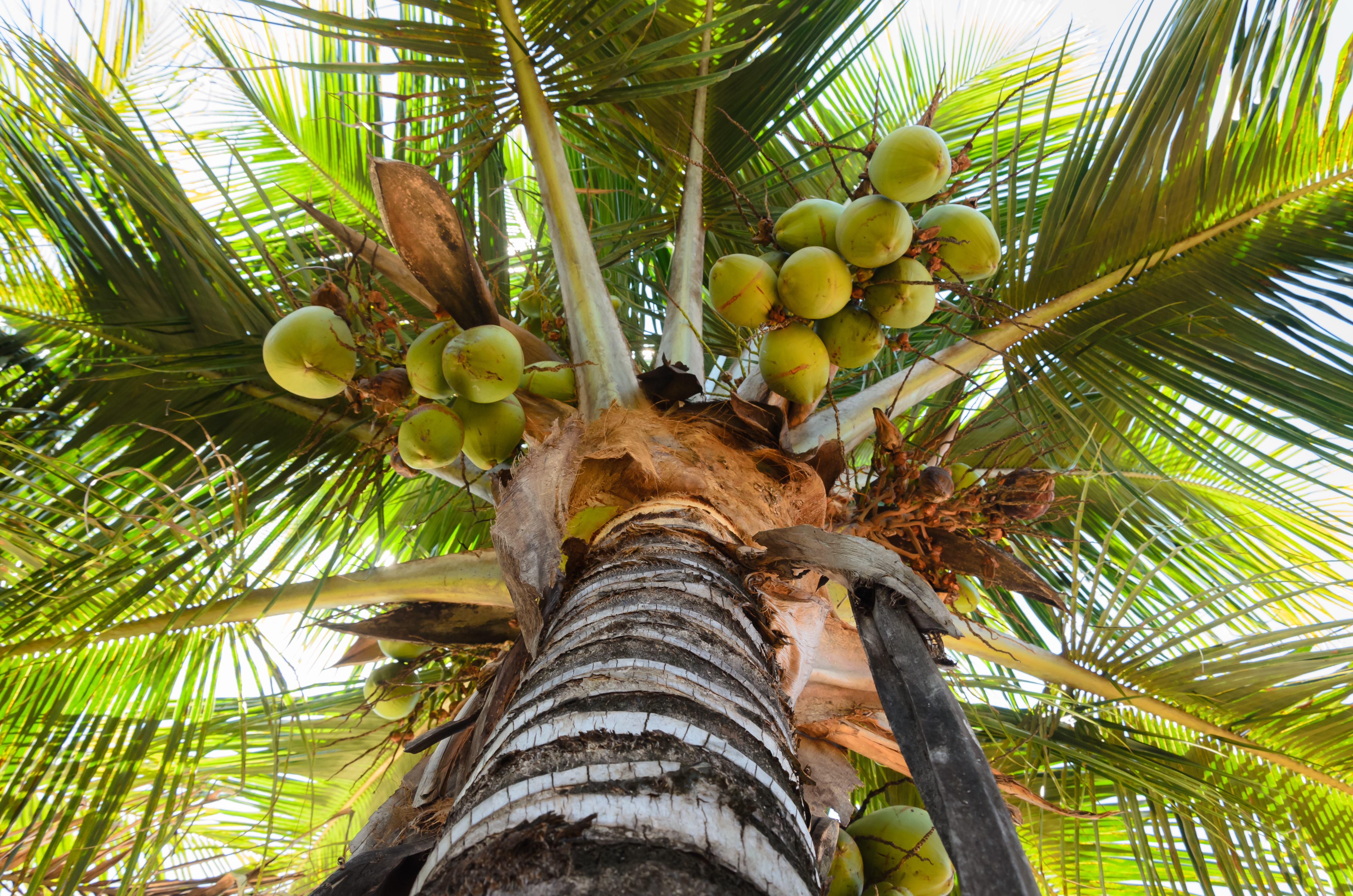 Jangan Keliru, Ini Perbedaan Pohon Kelapa dan Pohon Palem