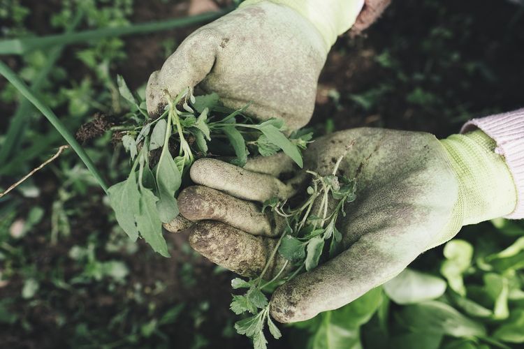 Jarang Disadari, 5 Kerugian Gulma Bagi Tanaman dan Cara Pengendaliannya