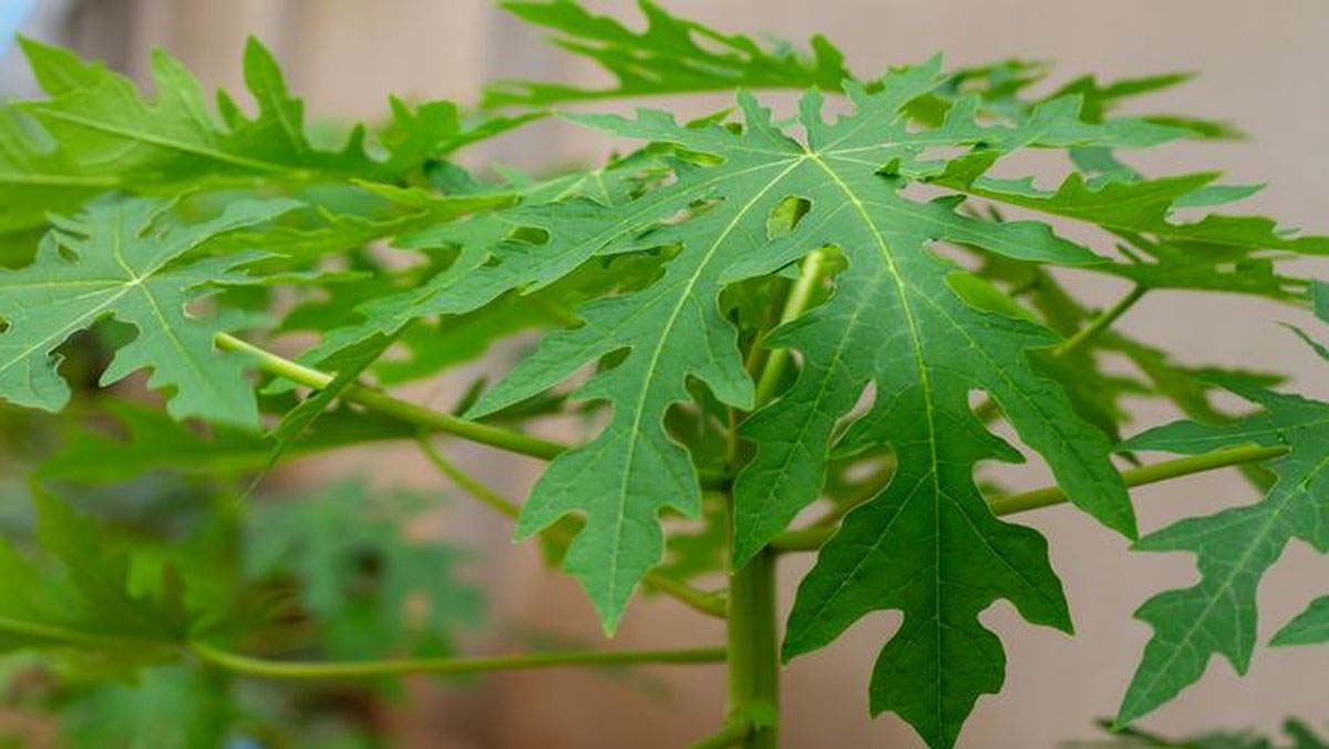 Efektif Mengusir Hama, Ini Cara Membuat Pestisida Nabati Dari Daun pepaya