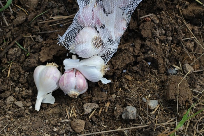 Langsung dari Umbi, Ini Cara Menanam Bawang Putih Untuk Pemula